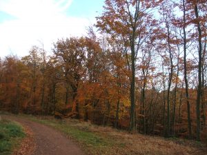 34-beech-in-autumn