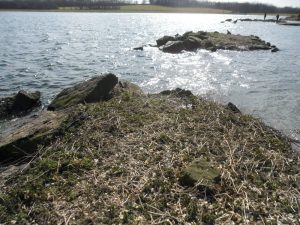 A cleared island awaiting it's new occupants.