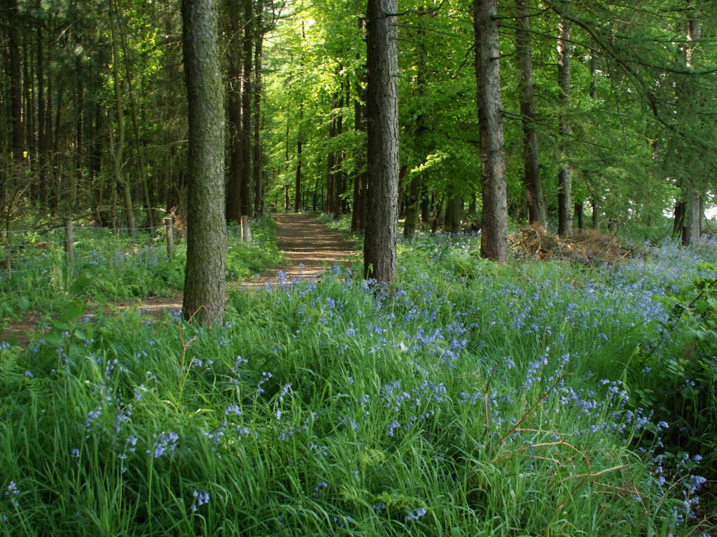 Bluebells in the woods