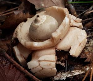 Collared Earthstar s