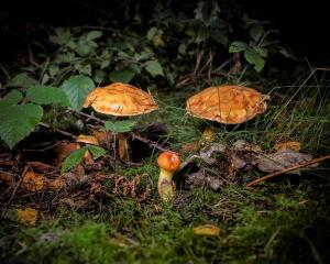 FUNGI WALK HAW PARK WOODS 20-10-19-9