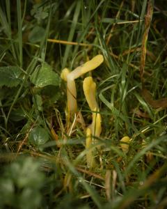 FUNGI WALK HAW PARK WOODS FRIENDS OF GROUP 20-10-19-15
