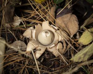 FUNGI WALK HAW PARK WOODS FRIENDS OF GROUP 20-10-19-16