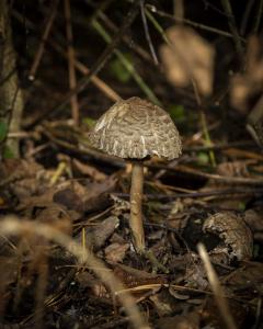 FUNGI WALK HAW PARK WOODS FRIENDS OF GROUP 20-10-19-17