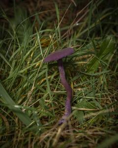 FUNGI WALK HAW PARK WOODS FRIENDS OF GROUP 20-10-19-20