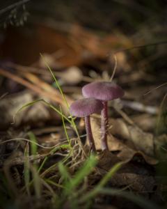 FUNGI WALK HAW PARK WOODS FRIENDS OF GROUP 20-10-19-23