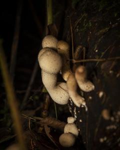 FUNGI WALK HAW PARK WOODS FRIENDS OF GROUP 20-10-19-28