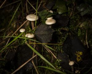 FUNGI WALK HAW PARK WOODS FRIENDS OF GROUP 20-10-19-4