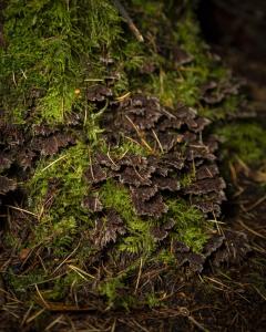 FUNGI WALK HAW PARK WOODS FRIENDS OF GROUP 20-10-19-6