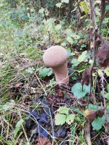 Pestle Puffball IMG_20191014_151711