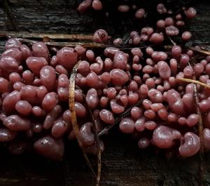 Purple Jellydisc ascocoryne sarcoides