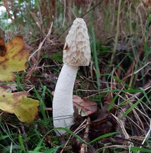 Stinkhorn s