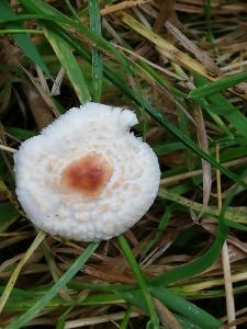 Stinking Dapperling Lepiota Cristata IMG_20191014_155050